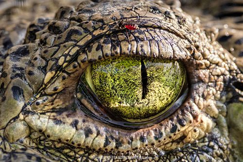 Crocodylus acutus - American crocodile