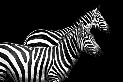 Pose de zèbres en Tanzanie,