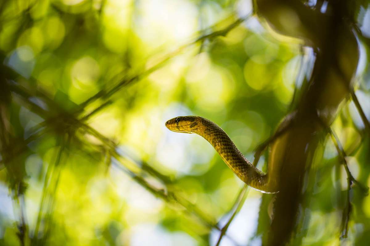 &Auml;skulapnatter Schlange Kroatien Makrofotografie Kurs