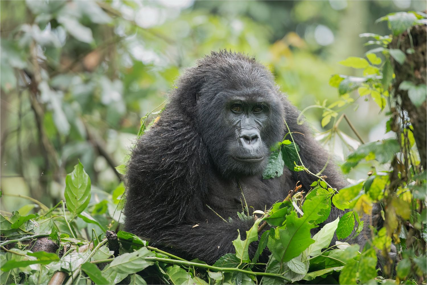 Mountain Gorilla, Uganda, Gorilla beringei beringei, eastern gorilla, endangered species, Bwindi Impenetrable Forest National Park