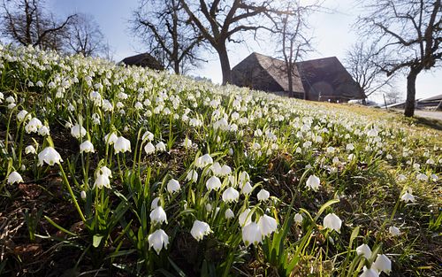 Märzenglöckchen beim Mättenhof