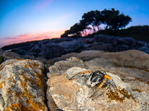 Philaeus chrysops - Goldaugenspringspinne