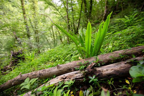Asplenium scolopendrium - Hirschzungenfarn