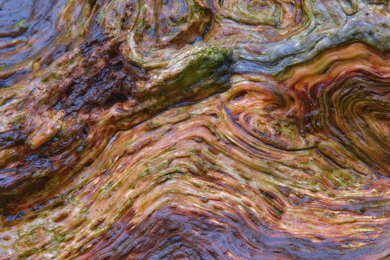 Abstracte natuurfotografie (4 juli 2026)