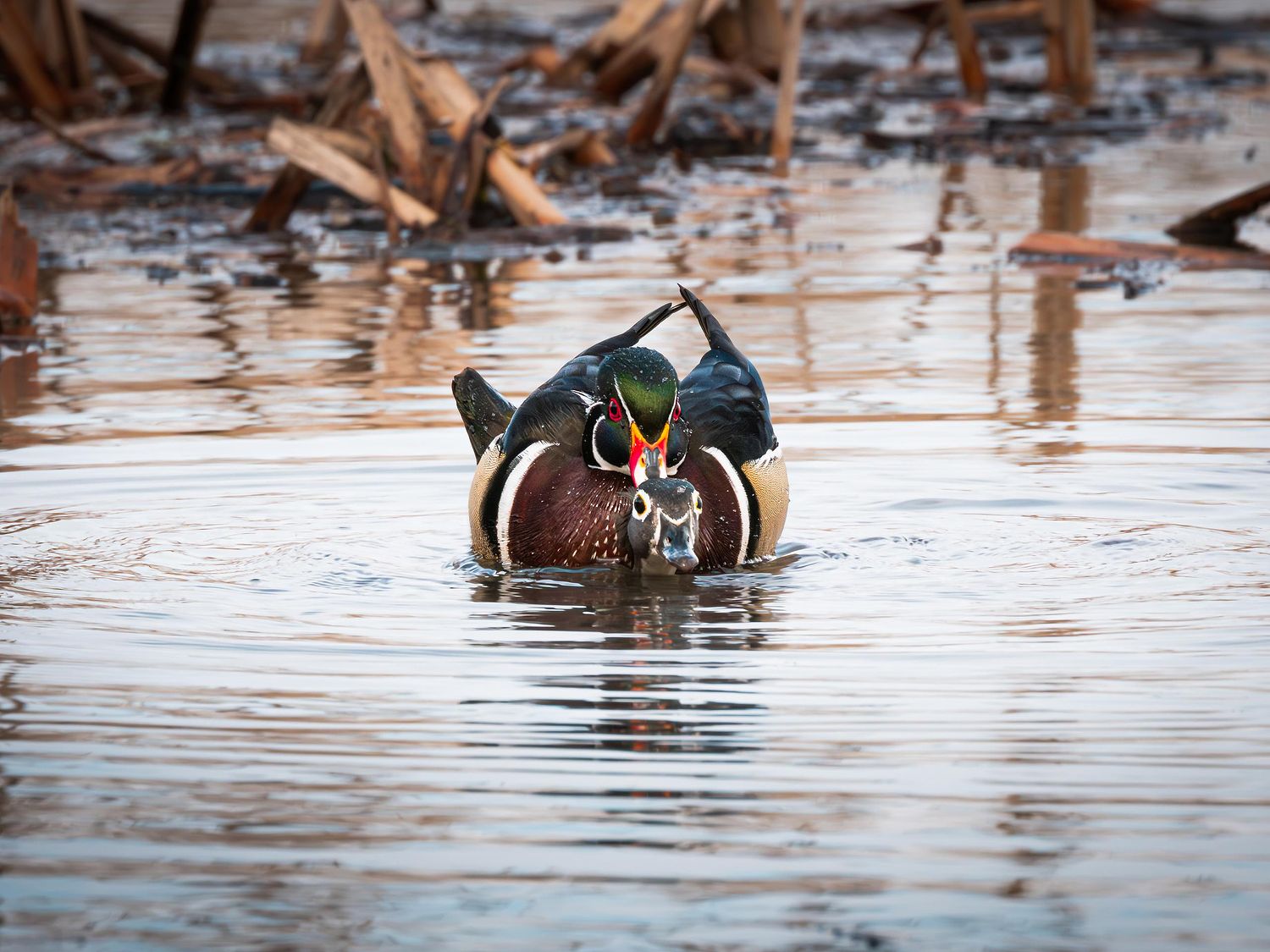 Waterfowl Gallery by Peter Weymouth Nature Photography