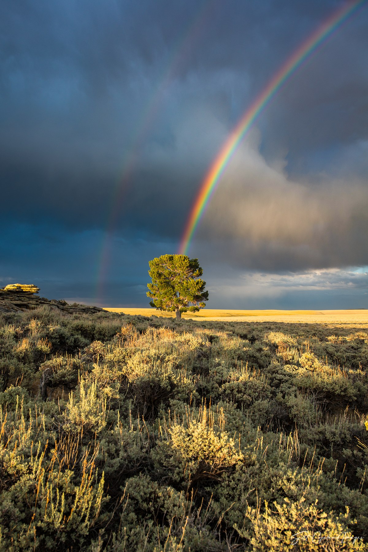 Rainbow Tree