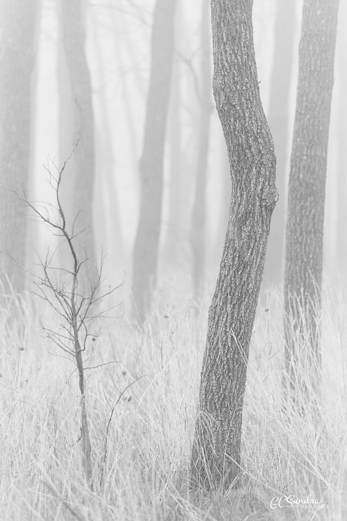 “Be Like You Someday” is a B&W forest scene in thick fog focused on a sapling and a more mature tree. Offered by GC Sundra.