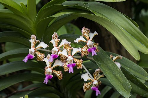 Tropenpflanze auf dem Oeschberg