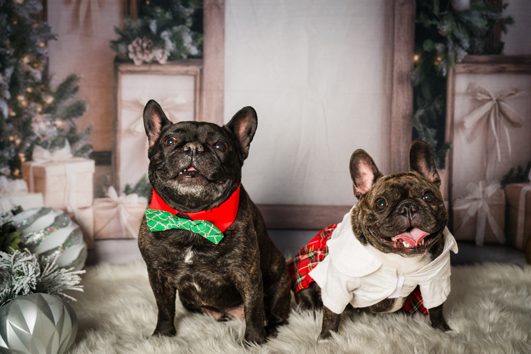 pair of French bulldogs posing for a holiday pet photo session in Calgary, dressed in Christmas outfits including a green bow tie and a white shirt with a red plaid skirt, sitting on a soft winter studio set decorated with frosted trees, ornaments, and wrapped presents