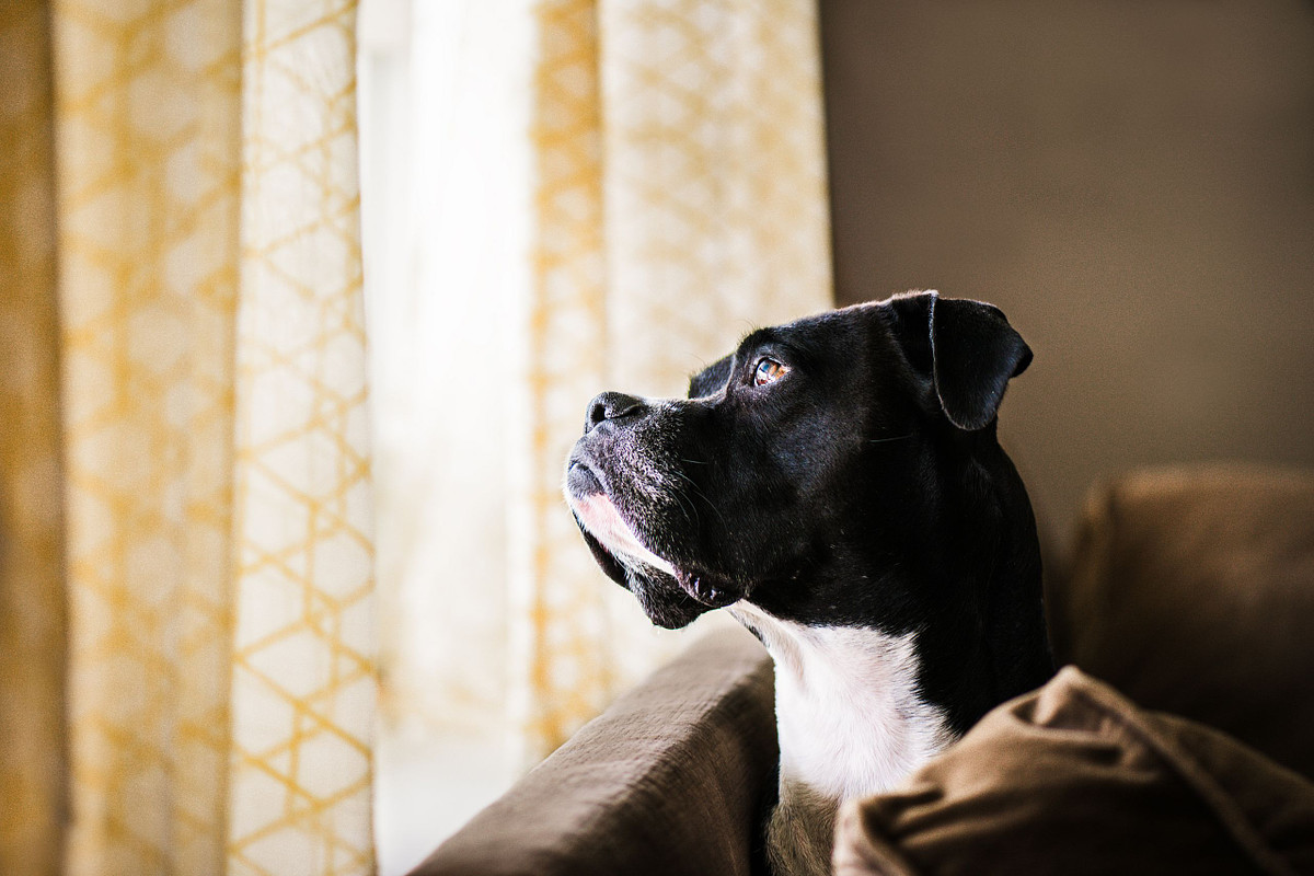 indoor calgary dog photoshoot with a black boxer looking pensivly out a window with yellow curtains.