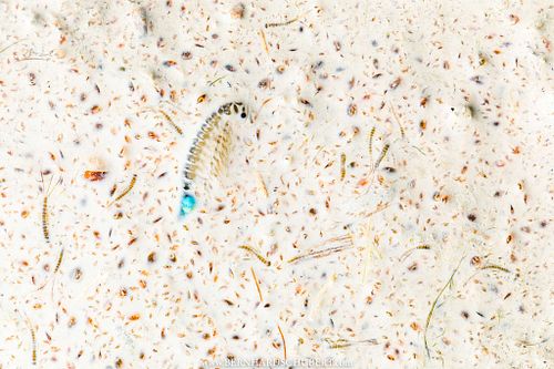 &ndash; An Adaptation for Death