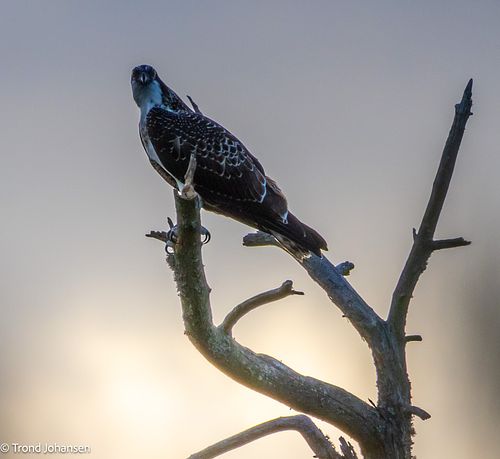 A majestic Osprey (Fiskeørn) perched in its favorite tree, eating a freshly caught fish in Norway. Captured by wildlife photographer Trond Johansen.