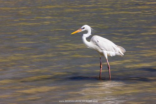 Ardea herodias occidentalis – Großer Weißreiher