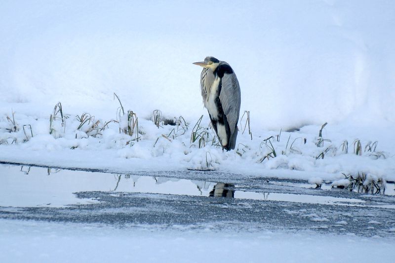 Haigur on talvepäeval oma hetke ootamas.