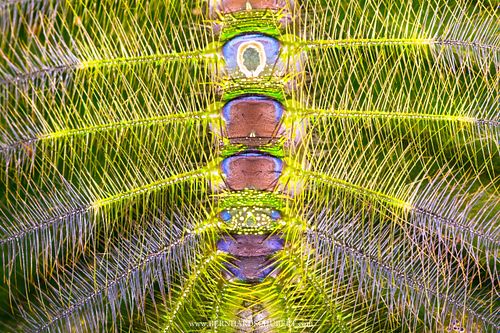 Dophla evelina - Redspot duke