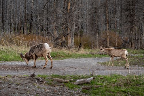 A curious deer observes a bighorn sheep eating.