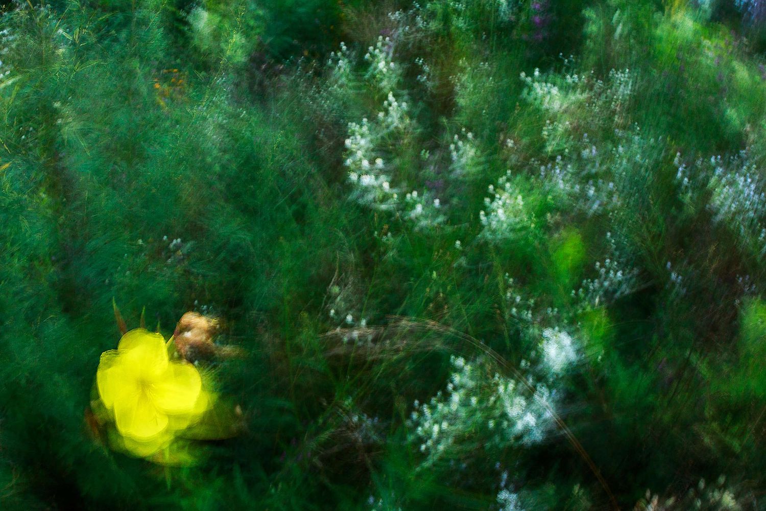 Abstract flower