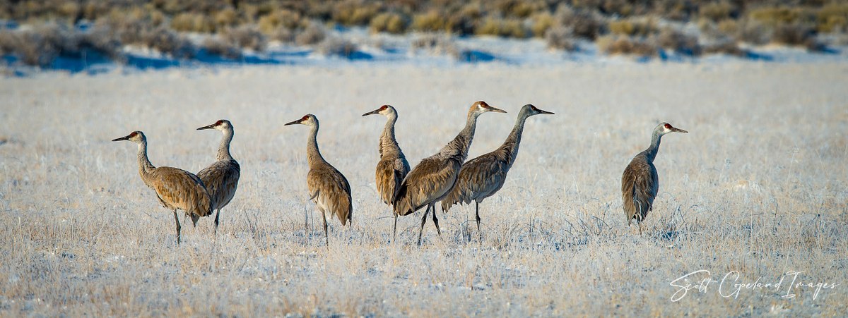 Icy Sandhills