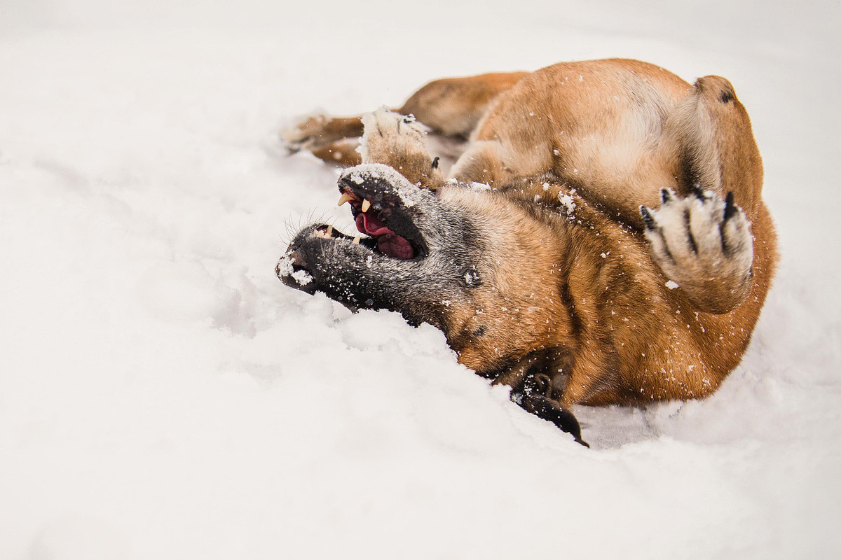 a senior shepard mix dog rescued from the cayman islands rolls in the fresh snow, her new favoruite thing.