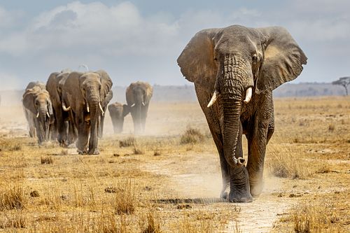 African Elephant Leading Herd Walking Down Path