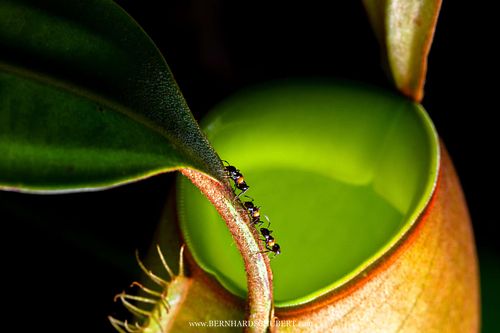 Crematogaster inflata on Nepenthes ampullaria