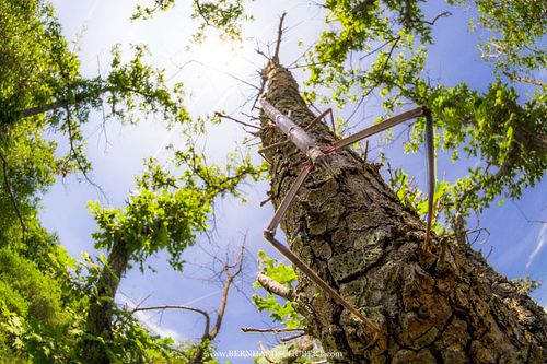 Bacillus rossius – Mittelmeer-Stabschrecke