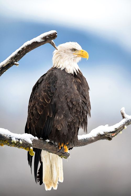 Best place for bald eagle photography workshop & guide tour in the US.  Located in the Midwest (Iowa & Illinois) and Alaska, United States.