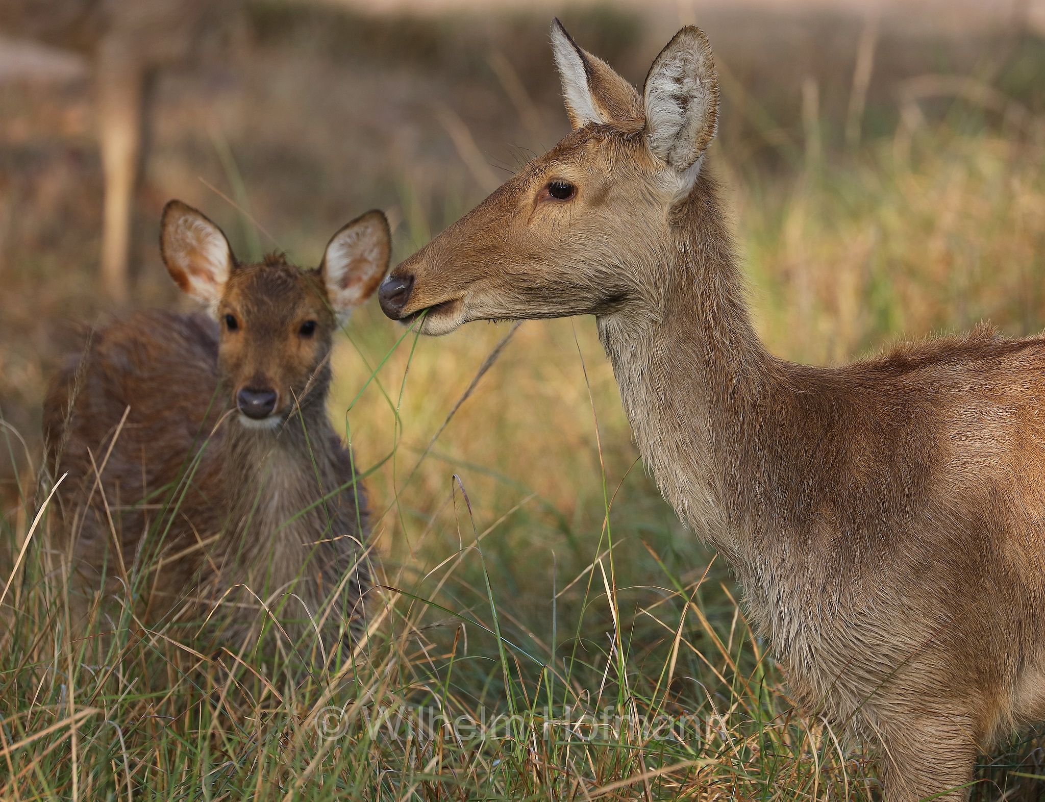 barasingha, barasinghe, swamp deer, Tiefland-Barasingha, Nordindischer Barasingha, barasinga, Rucervus duvaucelii, Kanha National Park, Kanha-Nationalpark, parco nazionale di Kanha, Madhya Pradesh, India, Indien