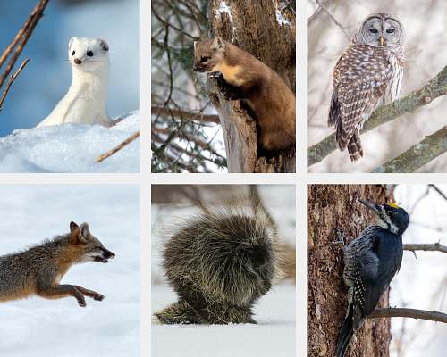 Owl, Bird & Mammal Photography Tour