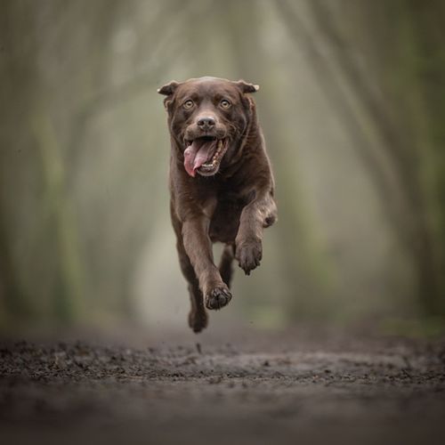 Hondenfotografie Purmerend