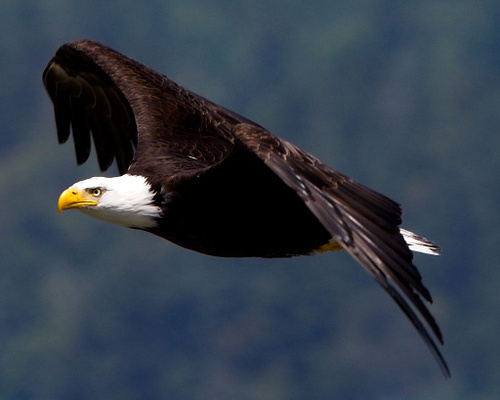 Washington Eagles