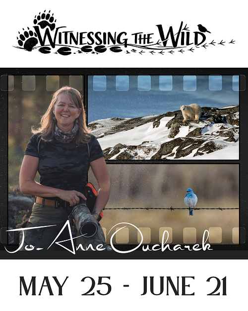 Jo-Anne Oucharek - Solo Exhibition