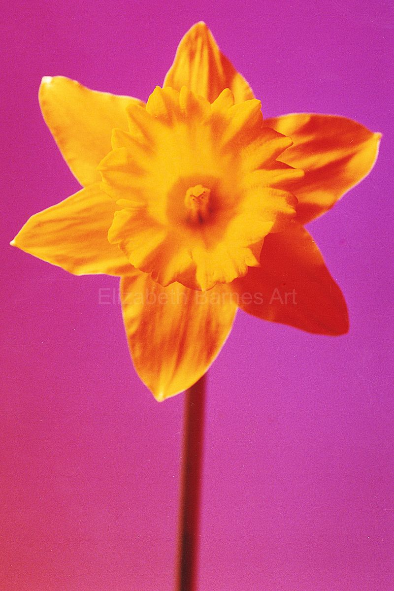 Gallery 5: Minimalist Blooms