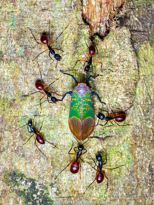 &ndash; Sugar Suckers