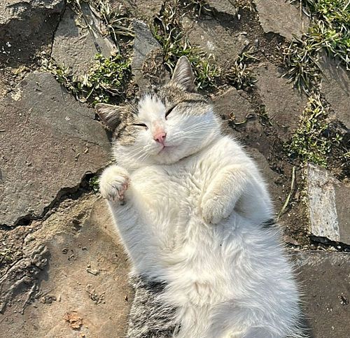 Băiețel (aprox. 3-3.5 ani)