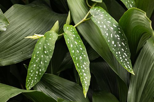 Begonie ""Comte der Miribel" auf dem Oeschberg