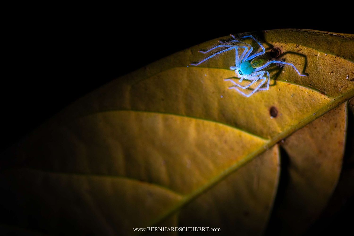 Riesenkrabbenspinne unter UV-Licht