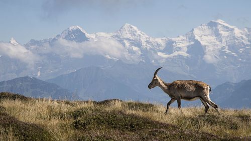 Auf der Niederhorn-Kette