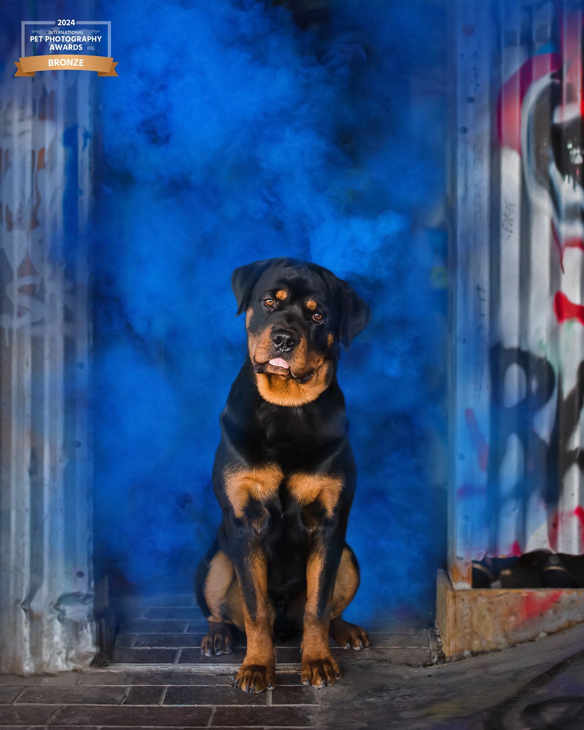 Rottweiler puppy posed in front of dramatic blue smoke, creative studio-style dog portrait photography