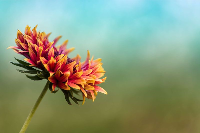 The Advantages of the Nikon 50mm Lens