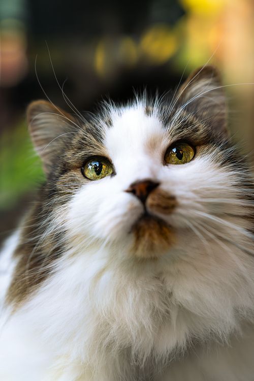 Cat looking up.