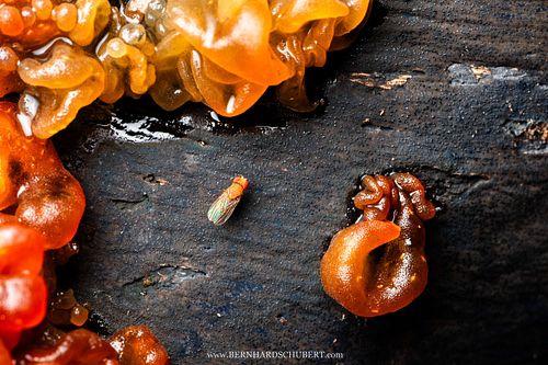 Drosophila sp. – Kleine Fruchtfliege