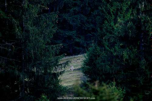 Canis lupus lupus - Eurasian wolf