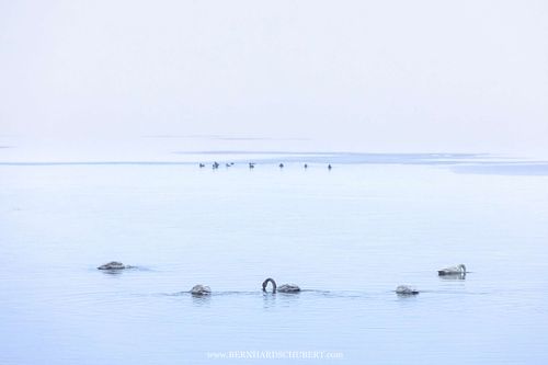 Cygnus cygnus - Singschwan