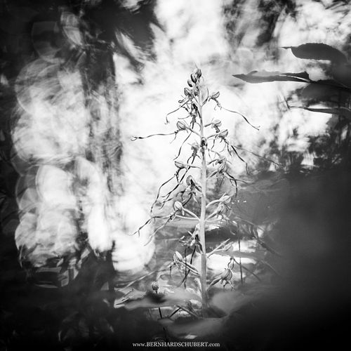 Himantoglossum adriaticum - Adriatic lizard-orchid