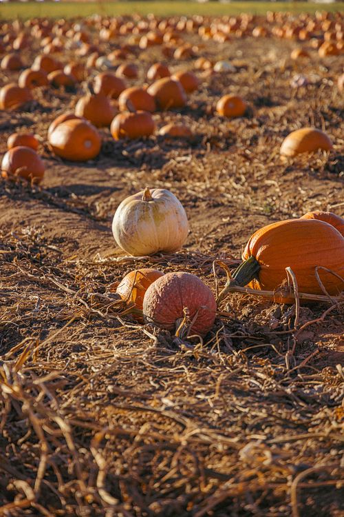 Pumpkin Patch