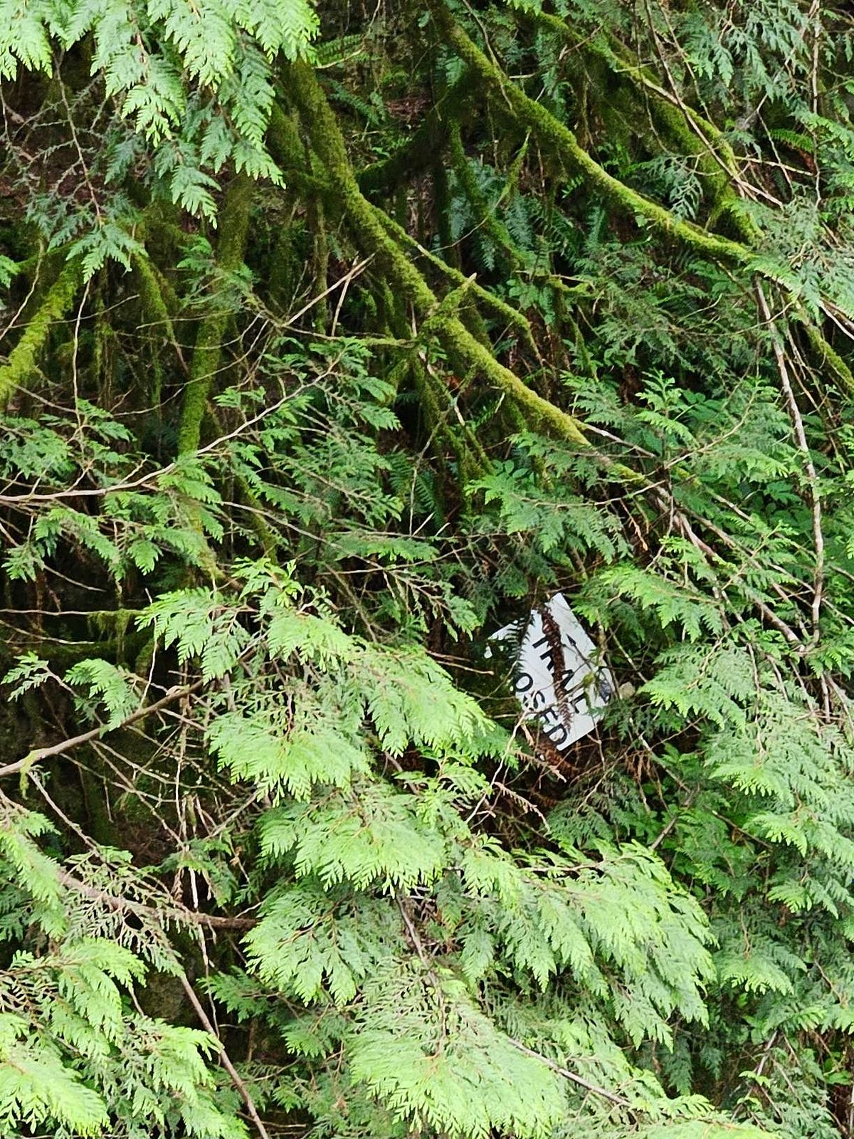 trail closed sign burried in the trees