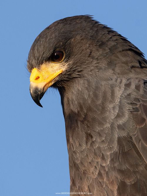 Buteogallus anthracinus - Common black hawk