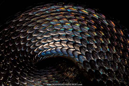 &ndash; Scale Spectrum
