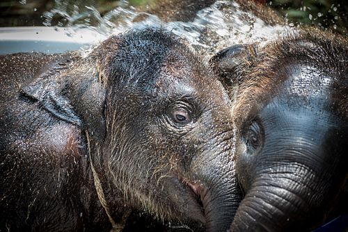 Baby elephants at Elephantstay in Ayutthaya, Thailand.